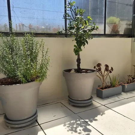 Terrace *